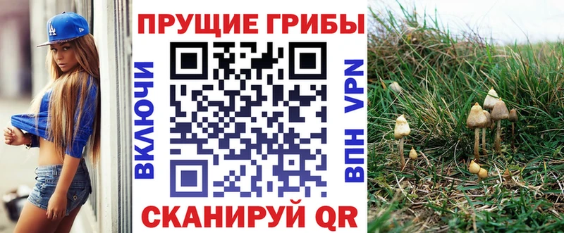 Галлюциногенные грибы Psilocybine cubensis  Купить закладки  Пыть-Ях 